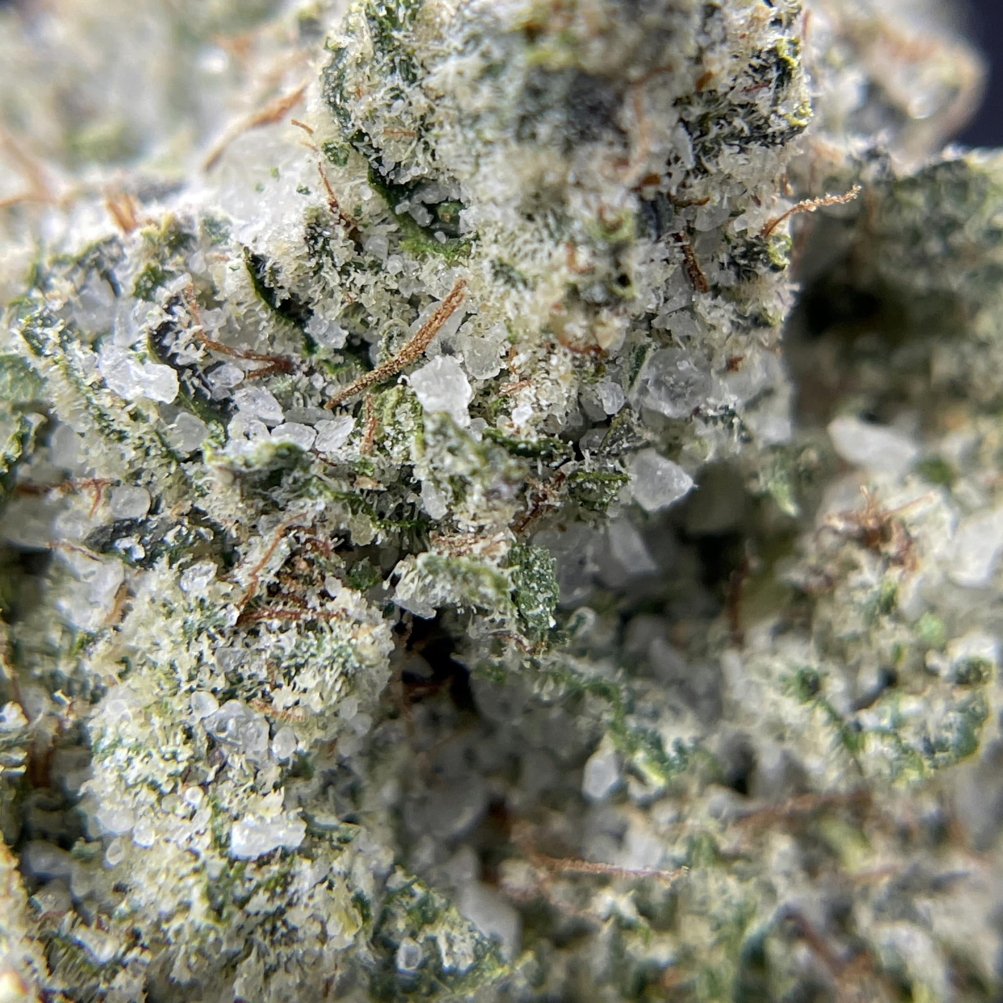 BLACK PEARL - GG#4 Diamond Coated - 3.5g - Flower